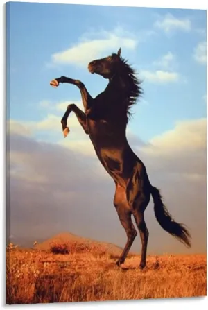Black Mustang Brown Horse Running in The Prairie Black Unique Home Office Art Posters (3) Canvas Wall Art Prints for Wall Decor Room Decor Bedroom Decor Gifts 08x12inch(20x30cm) Frame-Style